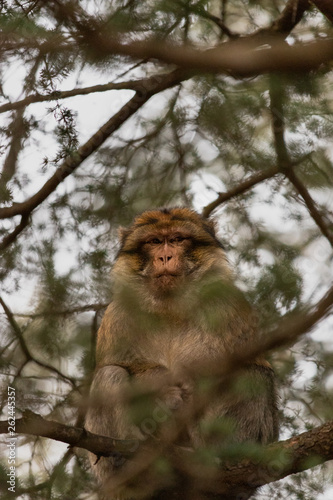Close-up of a barbary macaque resting on a tree branch, in Cedre Gouraud Forest of Morocco