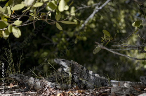 iguanas
