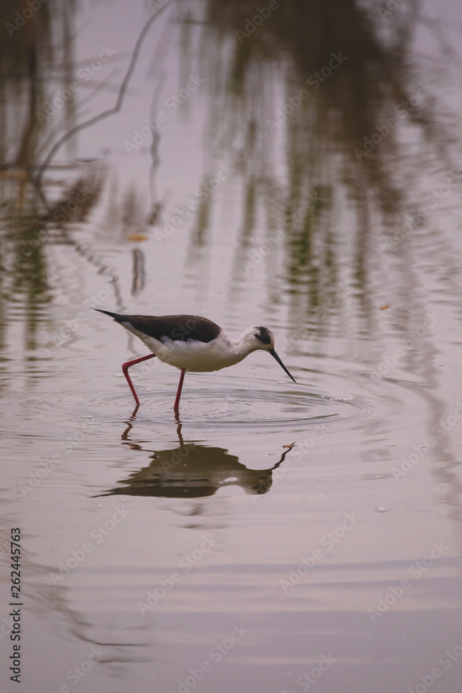 Fototapeta premium Winged stilts in a protected nature reserve