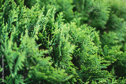 Closeup of green christmas leaves of Thuja trees on white background. Thuja twig  Thuja occidentalis  Platycladus orientalis  Chinese thuja. Evergreen plant