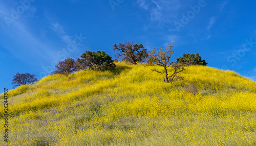 Malibu Creek State Park wildflowers