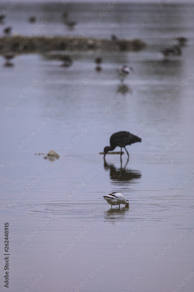 Glossy ibis in a protected natural reserve Glossy ibis in a protected natural reserve