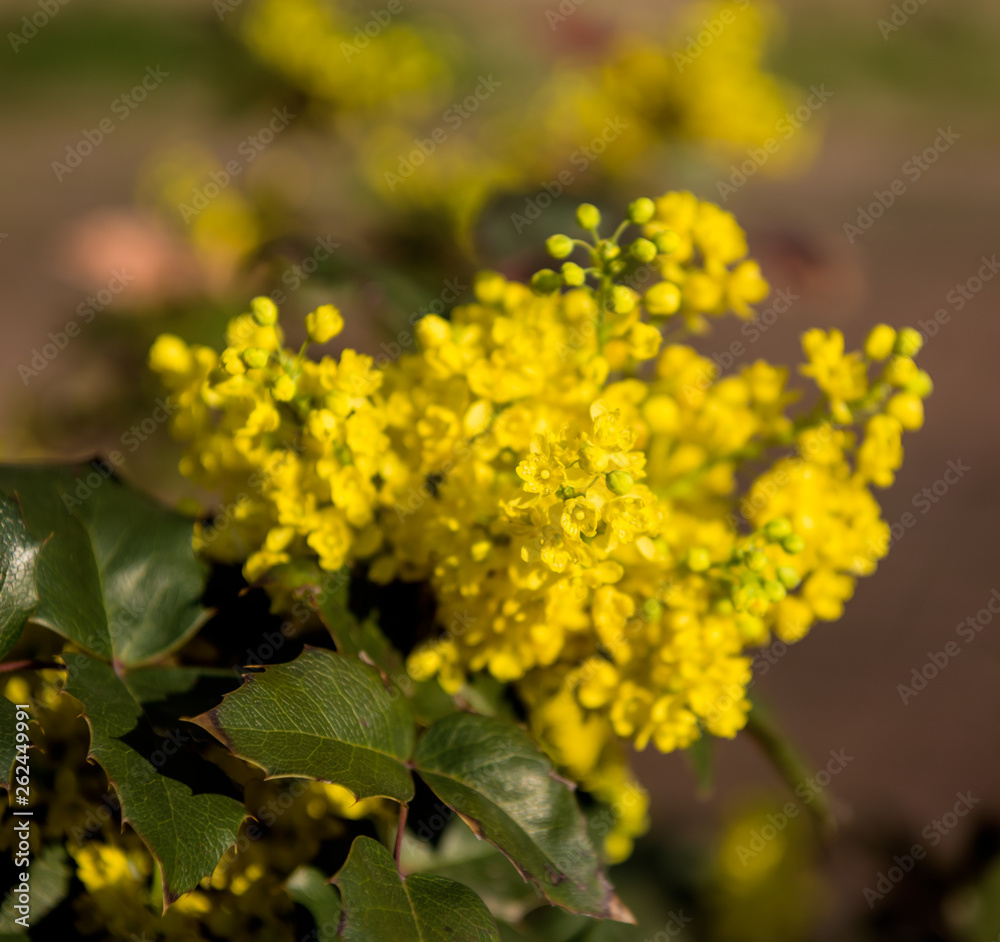 Mahonia aquifolium shrub blooming in springtime Mahonia aquifolium shrub blooming in springtime