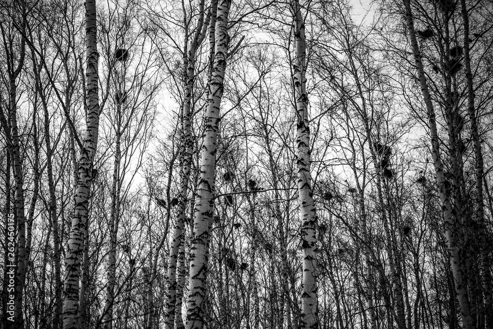 crow's nests on birches at sunset and moon crow's nests on birches at sunset and moon