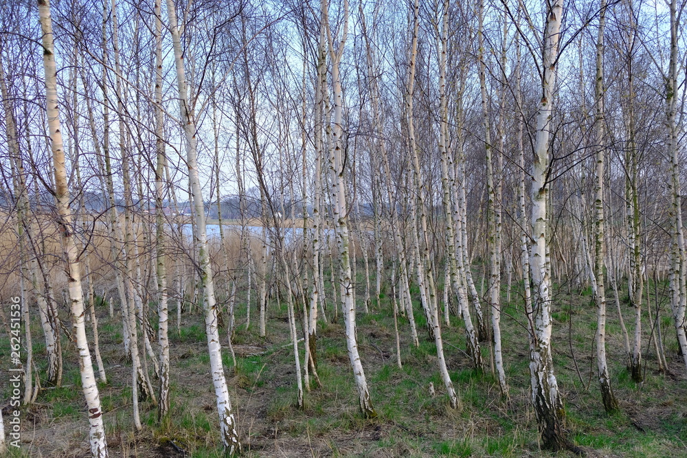 Fototapeta premium trees in forest