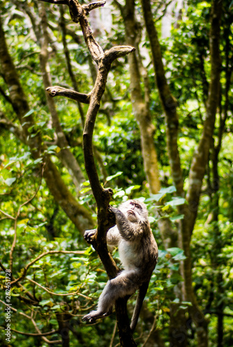 monkey