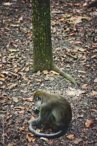 monkey 2