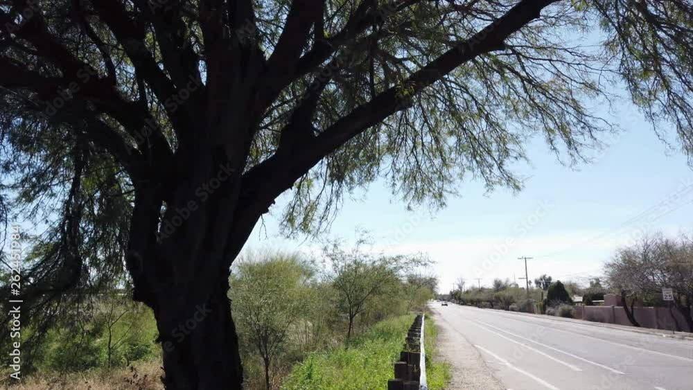 Unusual tree in shade next to quiet street in Tuscon, Arizona