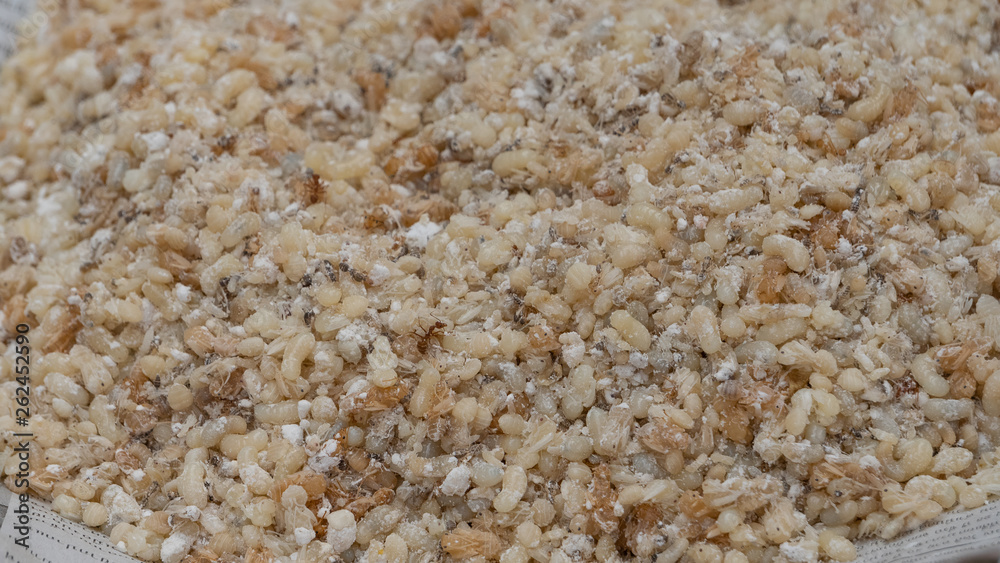 Lots of red ants eggs Lots of red ants eggs