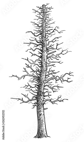Dead tree illustration, drawing, engraving, ink, line art, vector