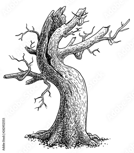 Dead tree illustration, drawing, engraving, ink, line art, vector