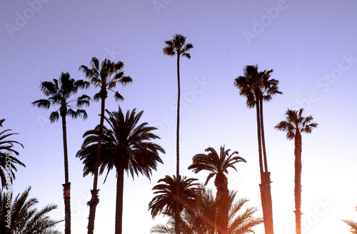 palm tree silhouette