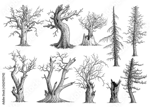 Dead tree collection illustration, drawing, engraving, ink, line art, vector