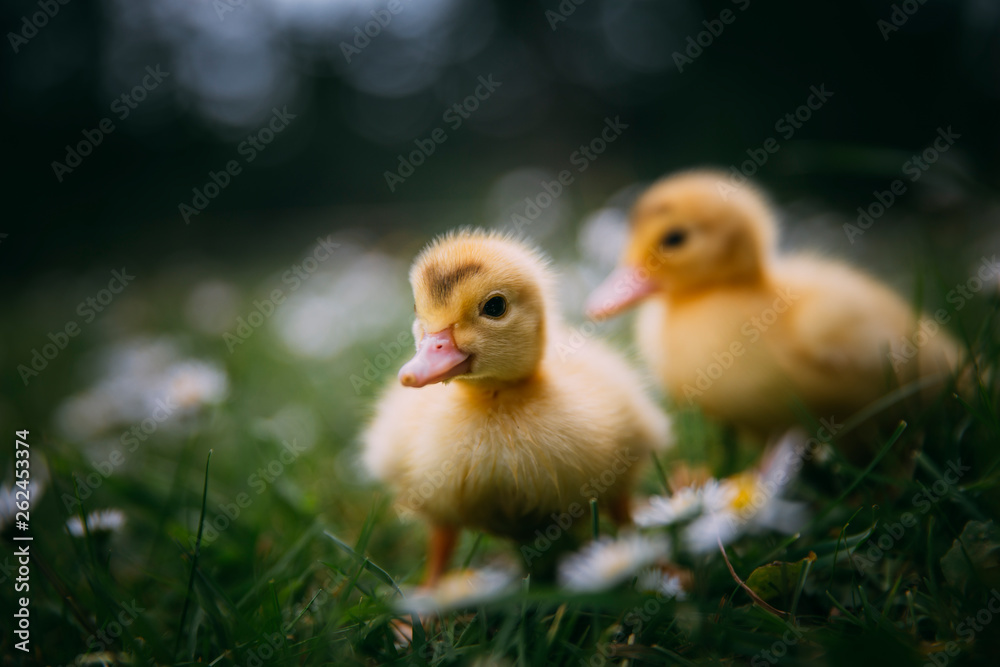 Baby Duck