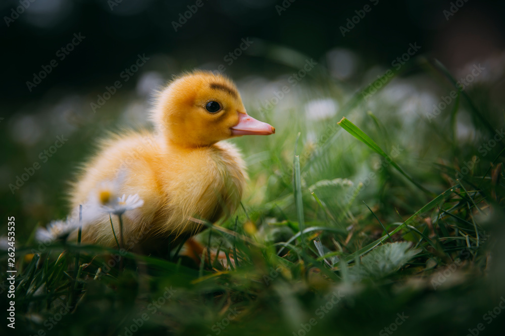Baby Duck Baby Duck