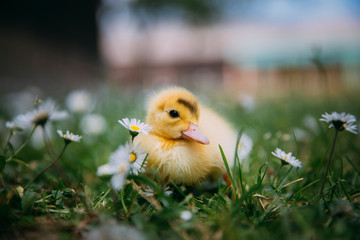 Baby Duck