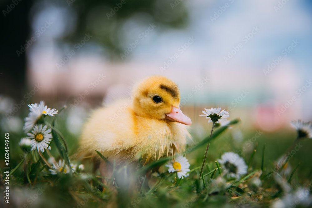 Baby Duck