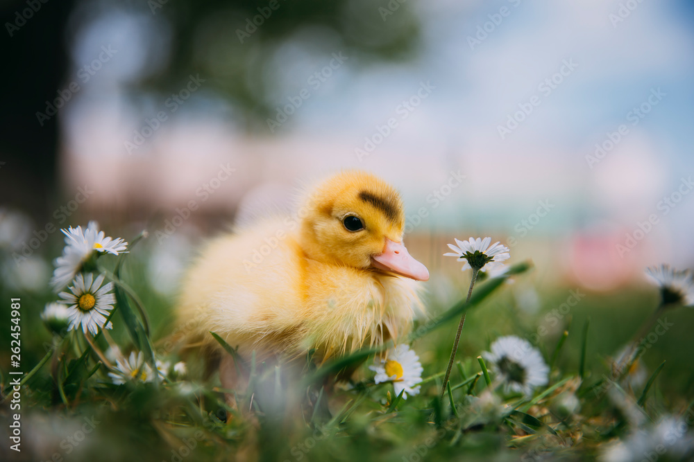 Baby Duck