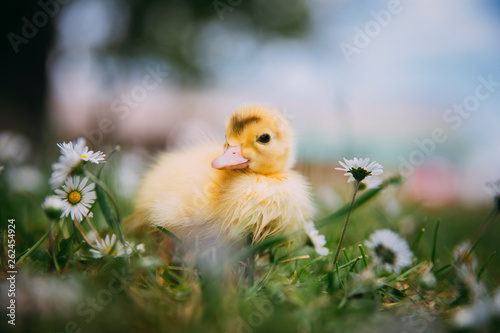 Baby Duck