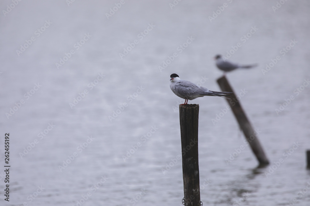 Tern in a protected nature reserve Tern in a protected nature reserve