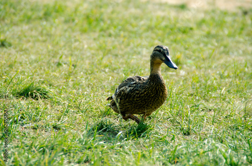 Duck in the grass