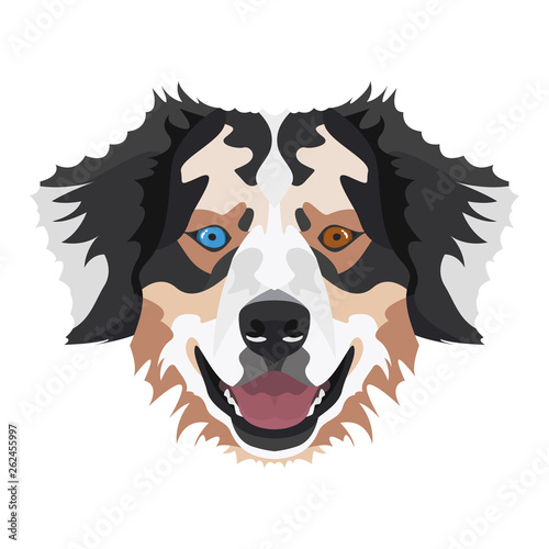Illustration Australian Shepherd