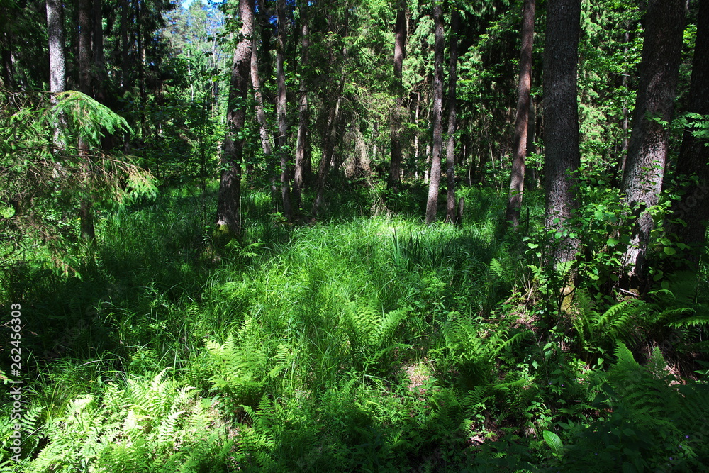 Fototapeta premium Belovezhskaya Pushcha, Belarus