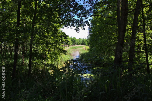 Belovezhskaya Pushcha   Belarus