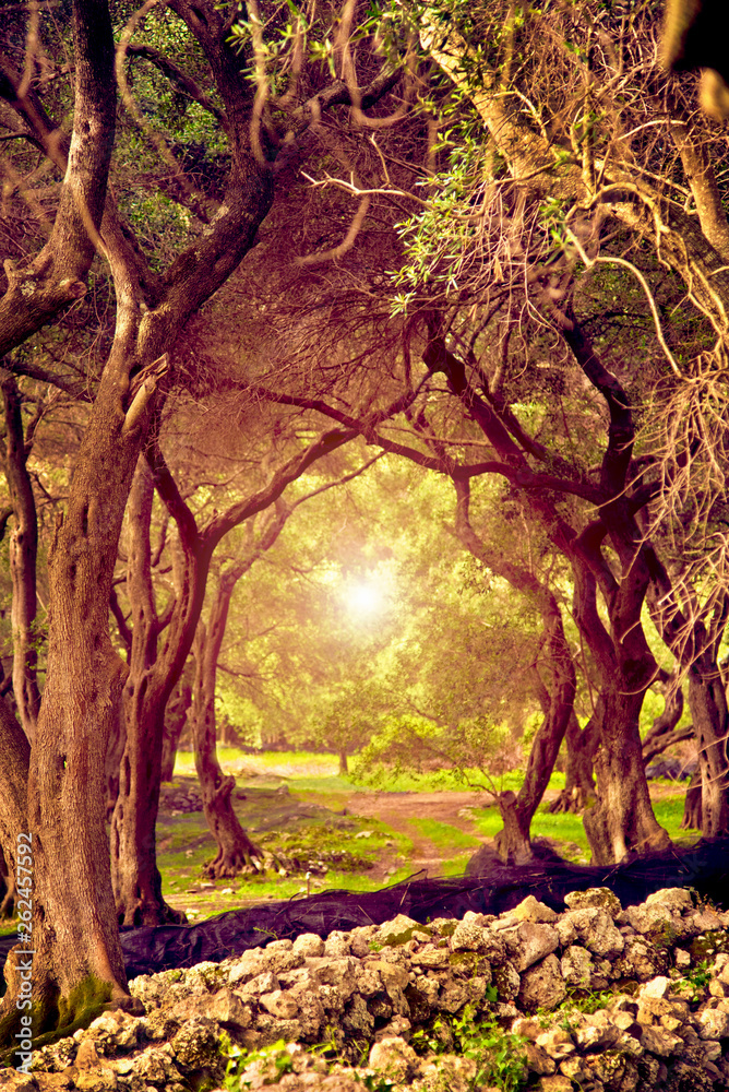 Mystic fairy-tale landscape with light at the end of the tunnel in an olive grove in Greece. Wonderful places. (Halloween - concept)