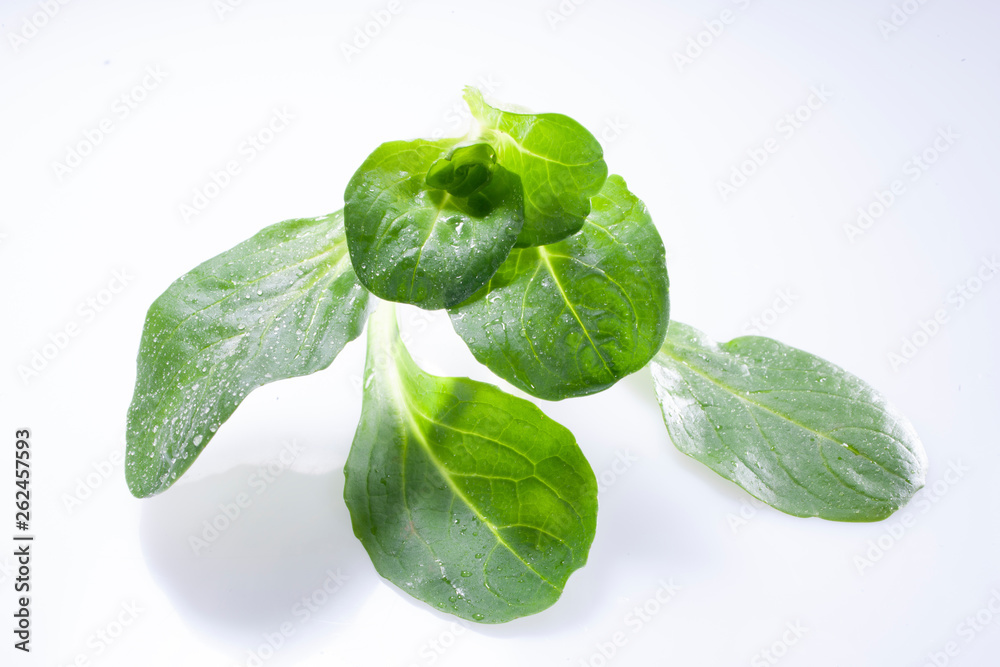 Obraz premium Feldsalat