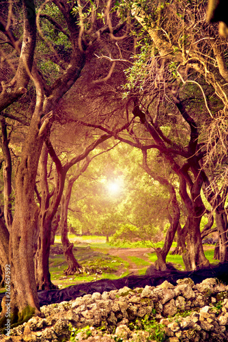 Obraz na płótnie Mystic fairy-tale landscape with light at the end of the tunnel in an olive grove in Greece. Wonderful places. (Halloween - concept) w salonie