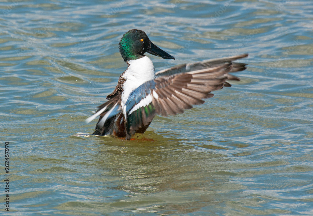 Fototapeta premium Mallard duck, male