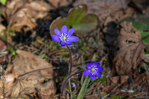Two wide open blue buds of hepatica noble in early spring