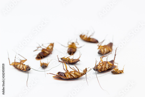 Cockroaches die from Bug Sprays isolate white background © piyaphunjun