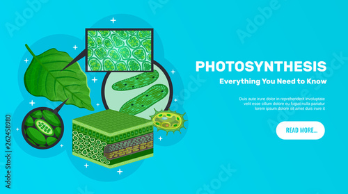 Photosynthesis Website Banner 