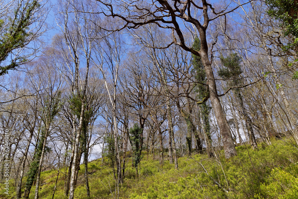 Spring in the forest on the slopes of the Snowdonia mountains Spring in the forest on the slopes of the Snowdonia mountains