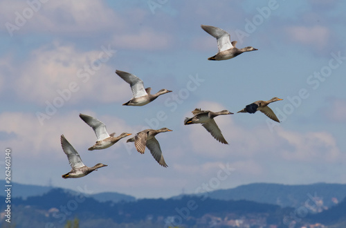 Flock with Gadwall flying in the sky