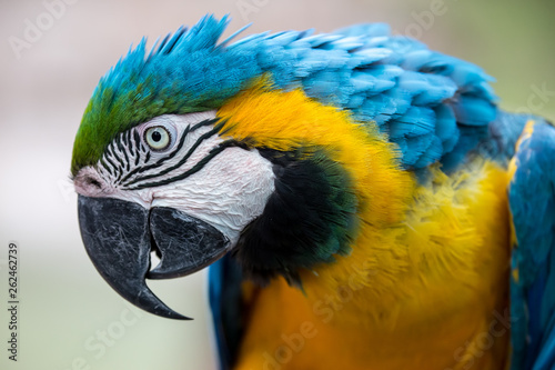 Macaw Parrot with Large Beak and Beautiful Feathers