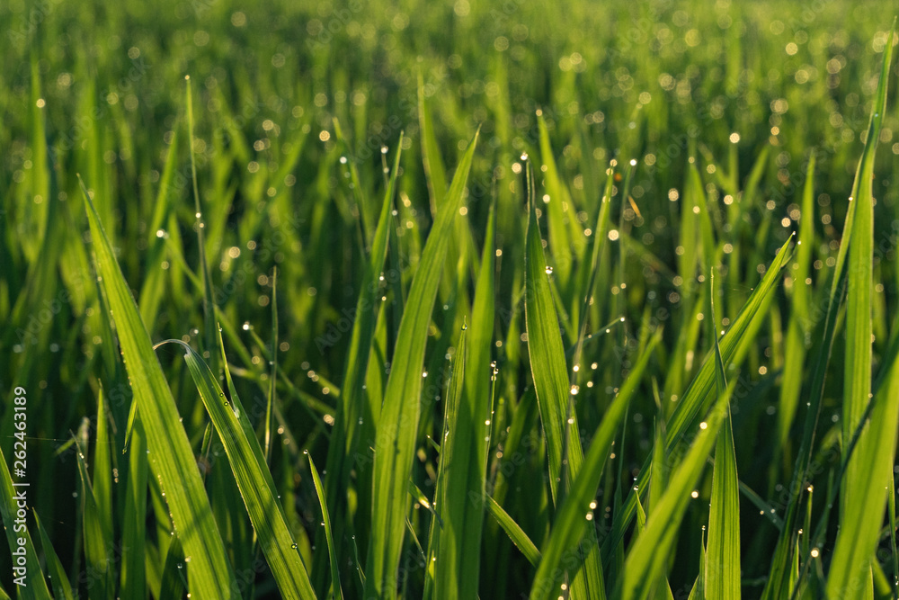 drops of morning dew on young grass shoots. rice cultivation. rice field. young rice drops of morning dew on young grass shoots. rice cultivation. rice field. young rice