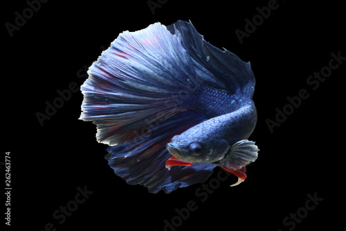 Blue halfmoon beta fish on black background
