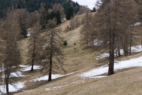 ski slope in spring with deer in the distance, dolomites, italy photo