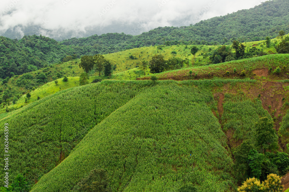 The image layers of mountain and fog in rainy season.Corn field on forest hill. Adventure travel at thailand The image layers of mountain and fog in rainy season.Corn field on forest hill. Adventure travel at thailand