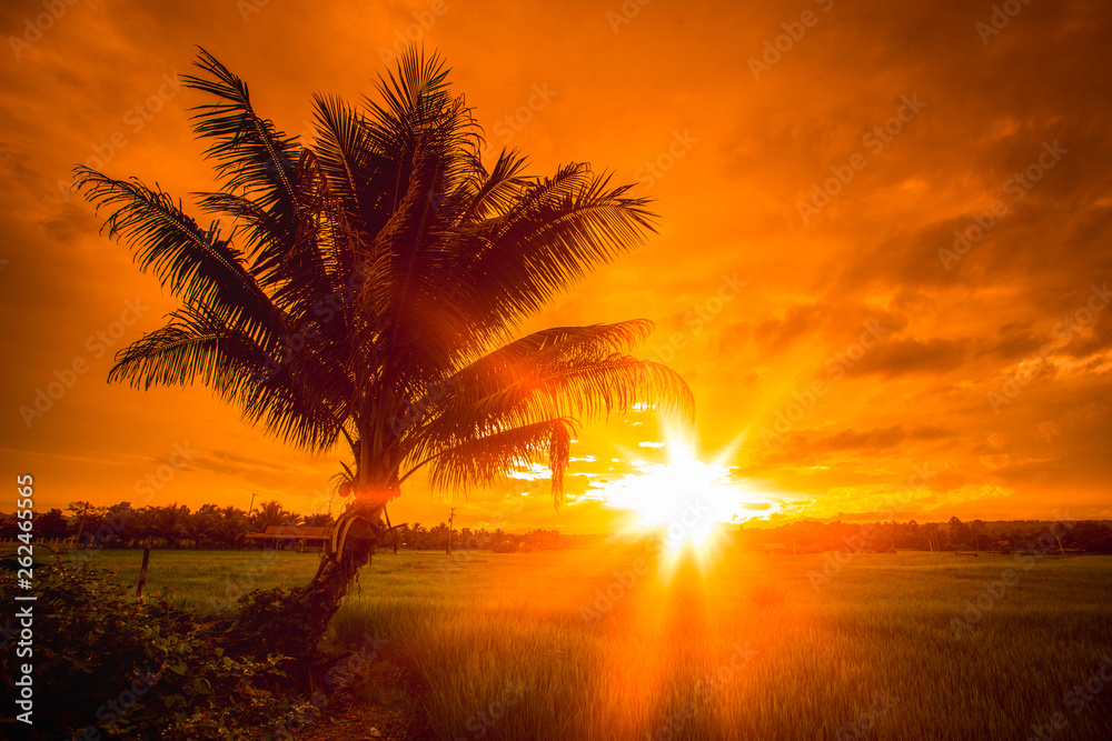 Obraz premium Silhouette of palm tree in rice field at sunset, Colorful sky and clouds in the evening