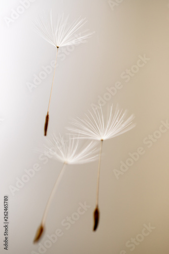 Fototapeta Naklejka Na Ścianę i Meble -  dandelion seeds waiting to be blown away by the wind
