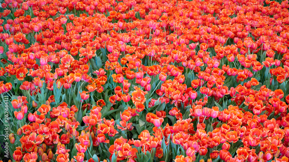 Group of colorful tulip. Flower tulips background.