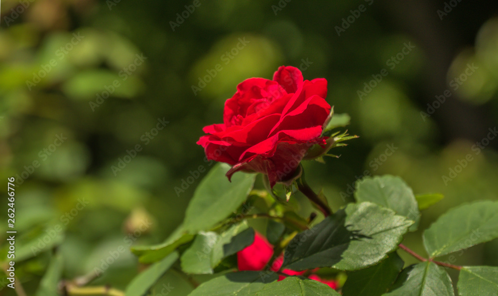 Beautiful red rose Beautiful red rose
