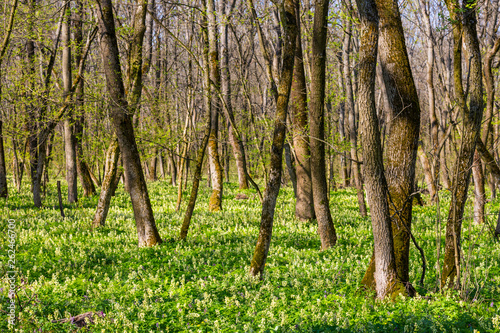 wild flowers in forest © Pavlo Klymenko