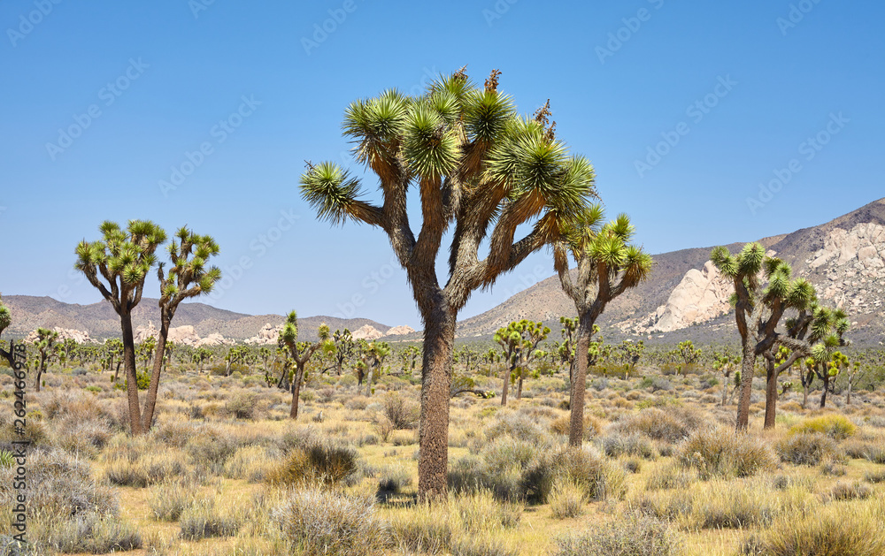 Joshua Trees (Yucca brevifolia) in the Joshua Tree National Park, California, USA.