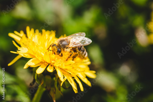 Honey bee covered with yellow pollen collecting nectar from dandelion flower.