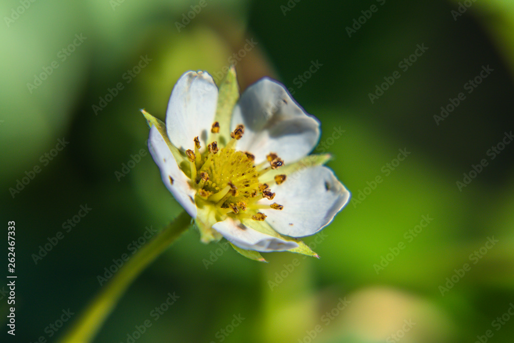 Beautiful white and yellow flower blooming closeup. Beautiful white and yellow flower blooming closeup.
